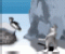 Penguin Swing - Gioco Strategia