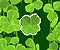 Lucky Clover - Gioco Fortuna