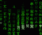 Desktops Of The Future - Gioco Altri
