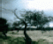 Before The Storm - Gioco Puzzle